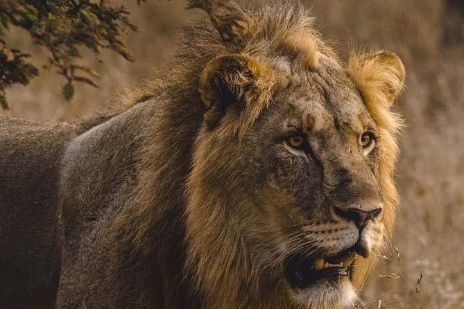 6 Days Masai Mara, Lake Nakuru & Amboseli-Ultimate Kenyan Safari - Lake Naivasha Stop on the Way to Amboseli: Hippos and Optional Water Time