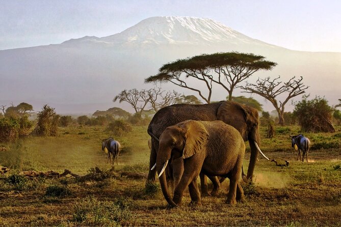 6 Days Masai Mara, Lake Nakuru and Amboseli Budget Group Safari - Key points I’d plan around