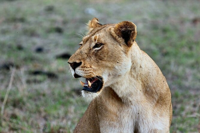 6 Days Masai Mara, Lake Nakuru and Amboseli Budget Group Safari - Day 1 Masai Mara: why that afternoon game drive is worth it