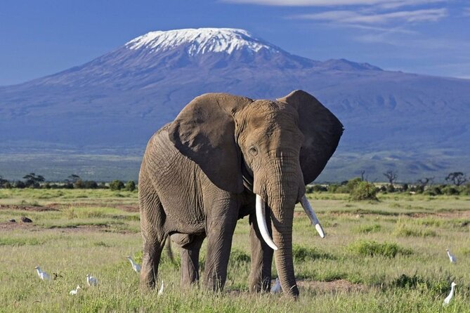 6 Days Masai Mara, Lake Nakuru and Amboseli Budget Group Safari - Day 4 Lake Nakuru morning drive, then Amboseli transfer