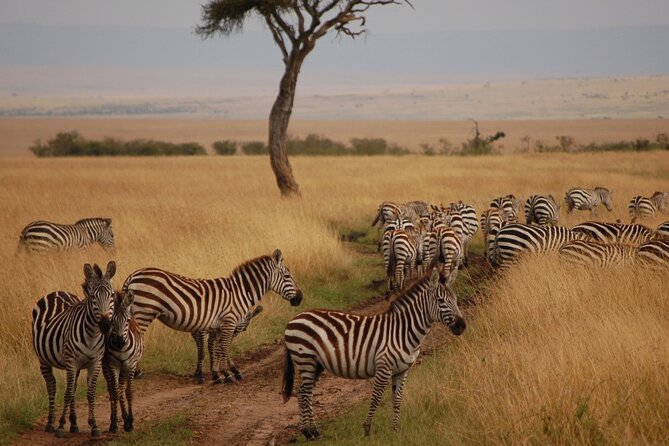 6 Days Masai Mara, Lake Nakuru and Amboseli Budget Group Safari - Amboseli Day 6: one more early look, then back to Nairobi