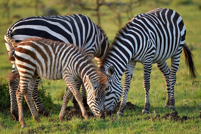 6-Days Masai Mara, Nakuru & Amboseli Group Safari on Landcruiser - Lake Nakuru on Days 3 and 4: flamingos, birds, and rhino possibility