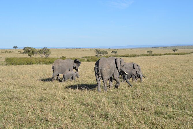 6-Days Masai Mara, Nakuru & Amboseli Group Safari on Landcruiser - Amboseli Days 4 and 5: Kilimanjaro views and classic plains sightings
