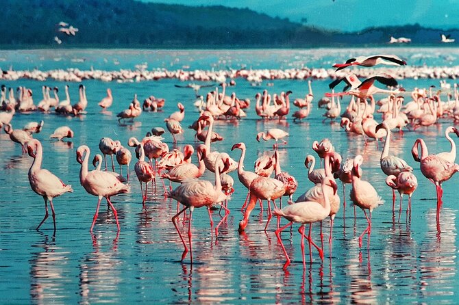 6-Days Masai Mara, Nakuru & Amboseli Group Safari on Landcruiser - Nairobi pickup at 7:00 am, then straight into safari mode