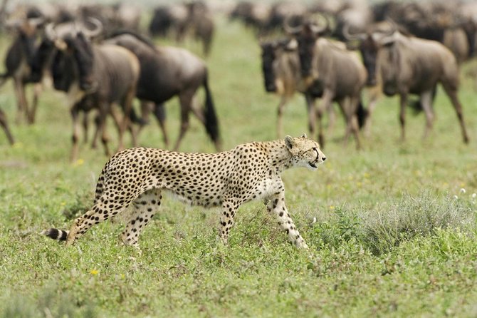 6 Days Masai Mara-Nakuru-Amboseli - Lodge Safari-Private 4X4 JEEP - Amboseli: elephants plus Mount Kilimanjaro in view