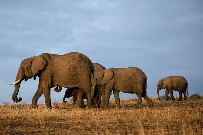 6 Days Masai Mara-Nakuru-Amboseli - Lodge Safari-Private 4X4 JEEP - Early morning final drive and the right kind of send-off