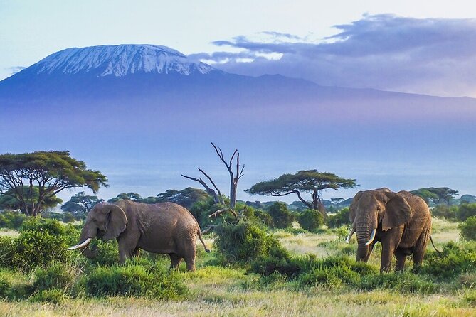 6-Days of Elephants, Wildebeest and Big 5: Kenya’s Classic Safari - Key highlights you’ll care about