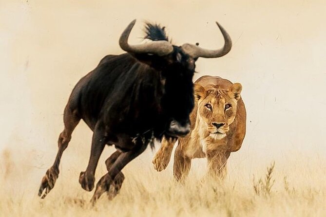 6-Days of Elephants, Wildebeest and Big 5: Kenya’s Classic Safari - A classic Kenya route with real animal variety