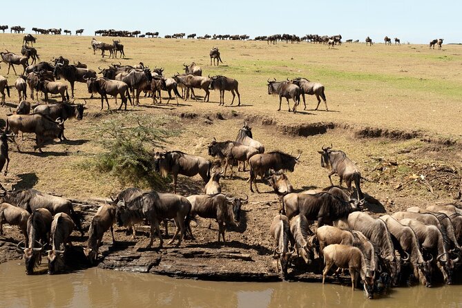 6-Days of Elephants, Wildebeest and Big 5: Kenya’s Classic Safari - Amboseli National Park: elephants plus Kilimanjaro in the background