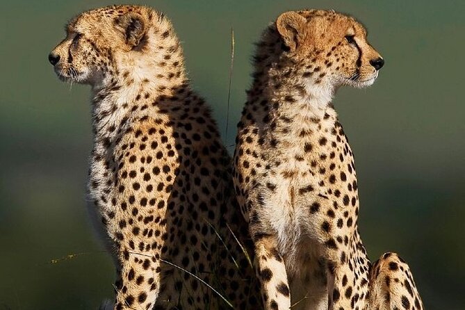 6-Days of Elephants, Wildebeest and Big 5: Kenya’s Classic Safari - Lake Nakuru for rhinos, flamingos, and Rothschild giraffes