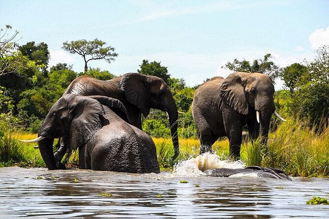 6-Days of Elephants, Wildebeest and Big 5: Kenya’s Classic Safari - Maasai Mara: the Big Five day built for game viewing time