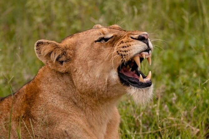 6-Days of Elephants, Wildebeest and Big 5: Kenya’s Classic Safari - The picnic breaks that actually improve the safari
