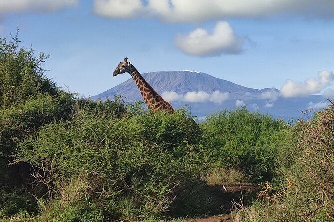 6-Days of Elephants, Wildebeest and Big 5: Kenya’s Classic Safari - Nairobi pickup, a private pace, and why it matters for comfort