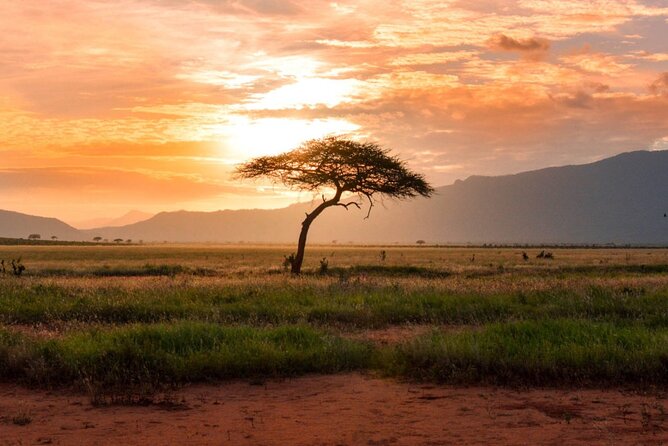6 Days of Kenyan Wonders: Amboseli, Lake Nakuru, and Masai Mara - Amboseli Day 2: early drives, swamps, and the kind of elephant scale you feel