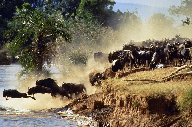 6 Days of Kenyan Wonders: Amboseli, Lake Nakuru, and Masai Mara - The road to Masai Mara: trading swamps and lake edges for predator country