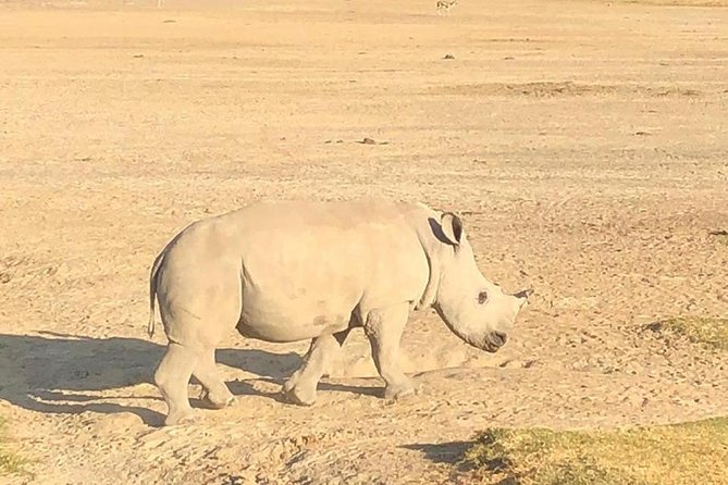 6 Days of Kenyan Wonders: Amboseli, Lake Nakuru, and Masai Mara - Final morning plus a Masai village visit: seeing culture without rushing it