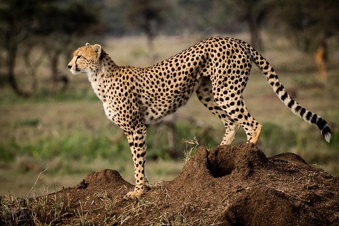 6 Days of Kenyan Wonders: Amboseli, Lake Nakuru, and Masai Mara - Price and value: is $2,000 per person fair for this mix?