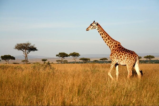 6 Days of Kenyan Wonders: Amboseli, Lake Nakuru, and Masai Mara - What you should be ready for, logistically and emotionally
