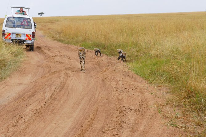 6 Days private safari package Kenya - Guides matter: why patience and punctuality change everything
