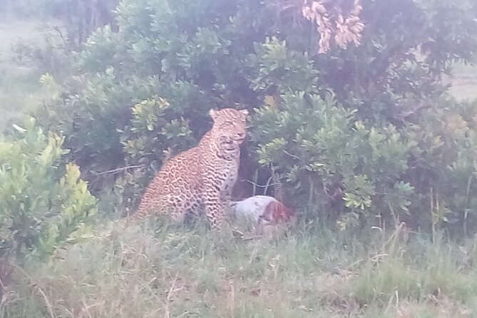 6 Days Safari to Samburu N/R, Aberdare N/P, Nakuru N/P and Maasai Mara N/R. - Day 2 Aberdare National Park: the forest game drive and Treetop Lodge water point