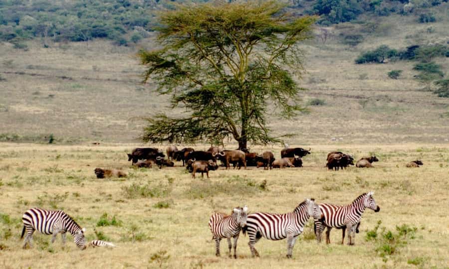 6 Days Small Group Safari To Masai Mara, Nakuru And Amboseli - Day 1: Nairobi pickup, Rift Valley viewpoint, then Maasai Mara at golden hour