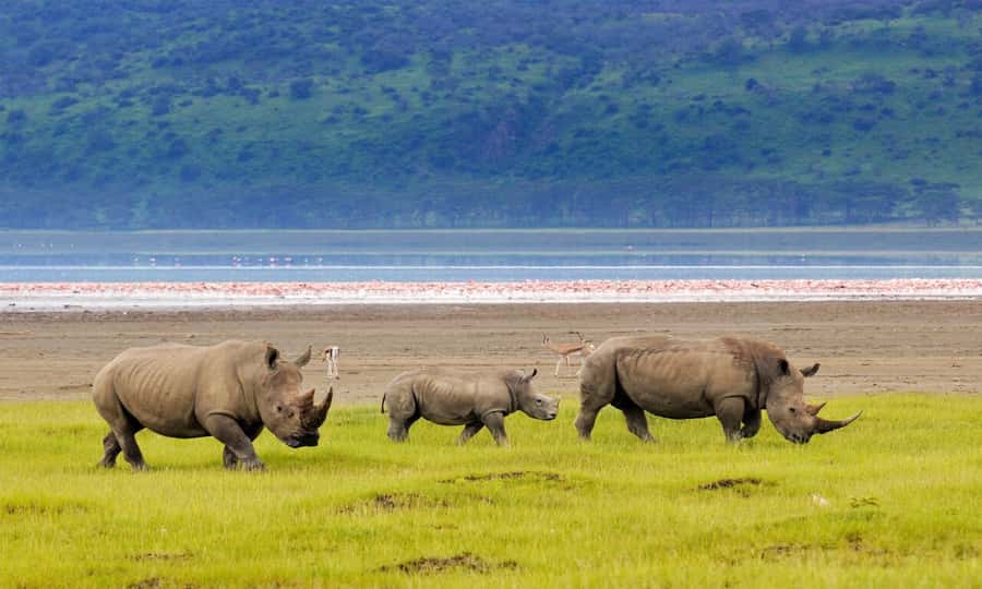 6 Days Small Group Safari To Masai Mara, Nakuru And Amboseli - Day 2: Full-day Big Five focus in Maasai Mara and the Mara River theater