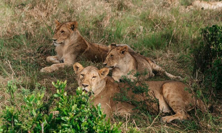6 Days Small Group Safari To Masai Mara, Nakuru And Amboseli - Day 4: Naivasha lunch en route, Amboseli’s white rhinos, and a flamingo maybe