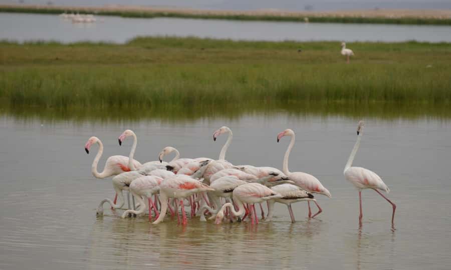 6 Days Small Group Safari To Masai Mara, Nakuru And Amboseli - Day 5: Amboseli full day, elephant herds, and the Kilimanjaro observation moment