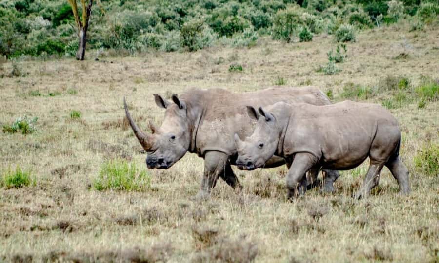 6 Days Small Group Safari To Masai Mara, Nakuru And Amboseli - Price and value: what $750 covers and what you should budget for