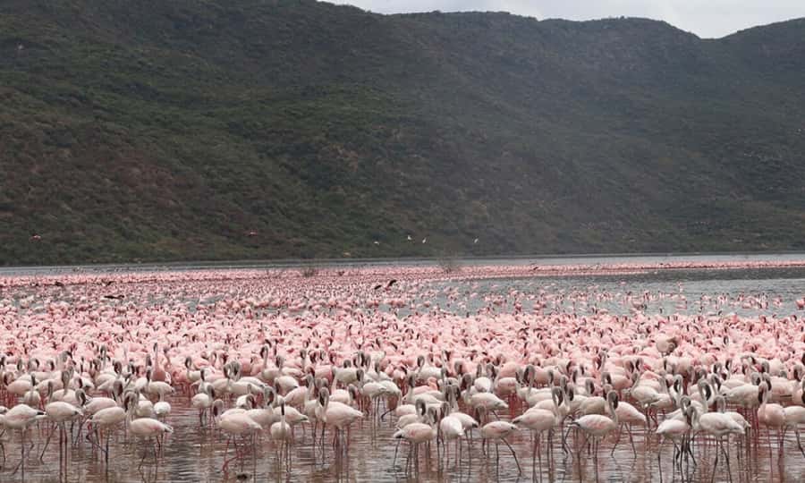 6 Days Small Group Safari To Masai Mara, Nakuru And Amboseli - The safari vehicle, pop roof view, and small-group pace