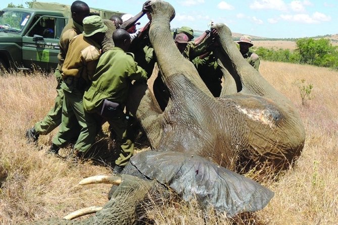 6 nights 7 days Masai Mara budget safari. - Nairobi to safari: how the pickup and group size shape your experience