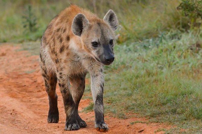6 nights 7 days Masai Mara budget safari. - Lake Nakuru and flamingos at Flamingo Hill Tented Camp