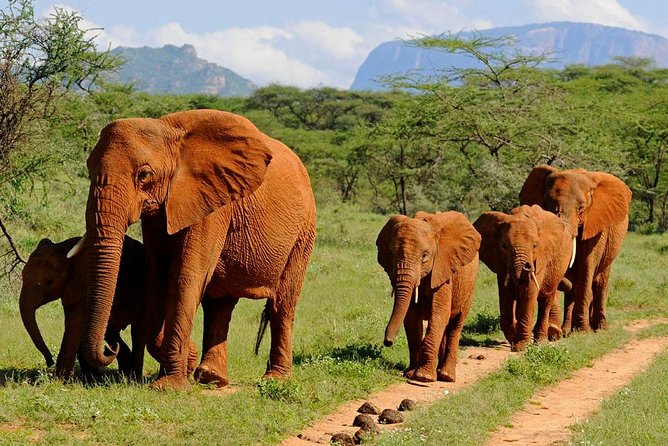 6Days Amboseli, Lake Nakuru and Masai Mara Camping Safari on Jeep - Amboseli: the elephant park day plan and how to maximize sightings