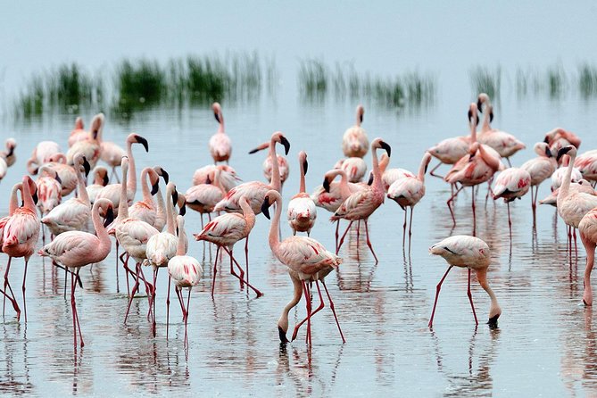 6Days Amboseli, Lake Nakuru and Masai Mara Camping Safari on Jeep - Lake Nakuru: the Pink Lake focus on flamingos and big bird energy
