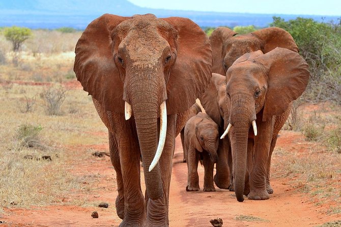 6Days Amboseli, Lake Nakuru and Masai Mara Camping Safari on Jeep - Masai Mara: early drives, a Mara River picnic day, and migration-country vibes