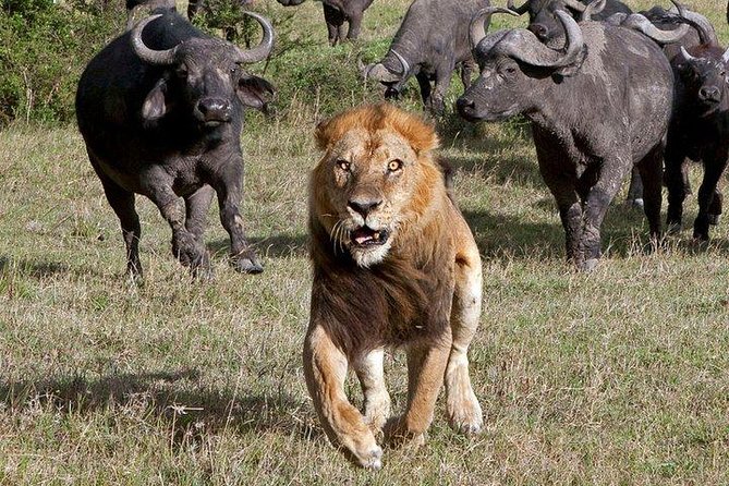 6Days Amboseli, Lake Nakuru and Masai Mara Camping Safari on Jeep - Food and water: what’s included, and what to budget for drinks
