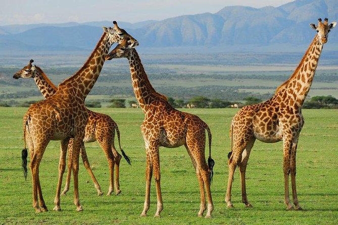 6Days Amboseli, Lake Nakuru and Masai Mara Camping Safari on Jeep - Guides, jeep spotting, and the names that show up for a reason