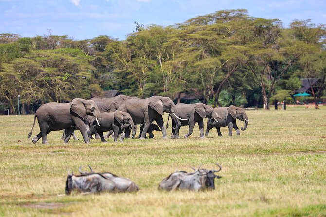 6days Masai mara-lake nakuru via Lake naivasha-Amboseli 4x4 jeep Safari - Lodges, meals, and what all included really means