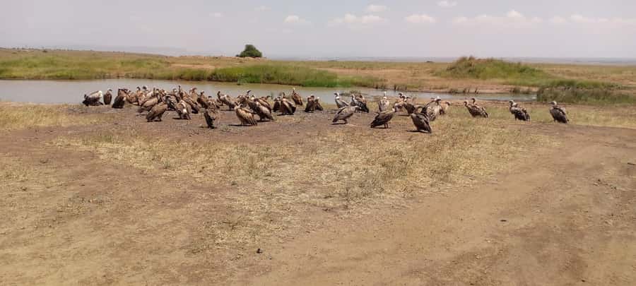 6hrs of Birdwatching in Nairobi National park - Key highlights before you go
