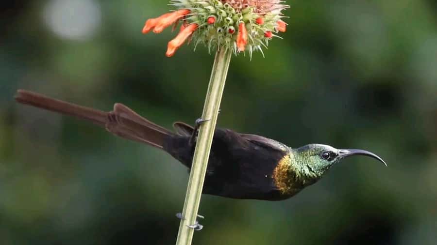 6hrs of Birdwatching in Nairobi National park - Six hours across Nairobi National Park’s main habitats