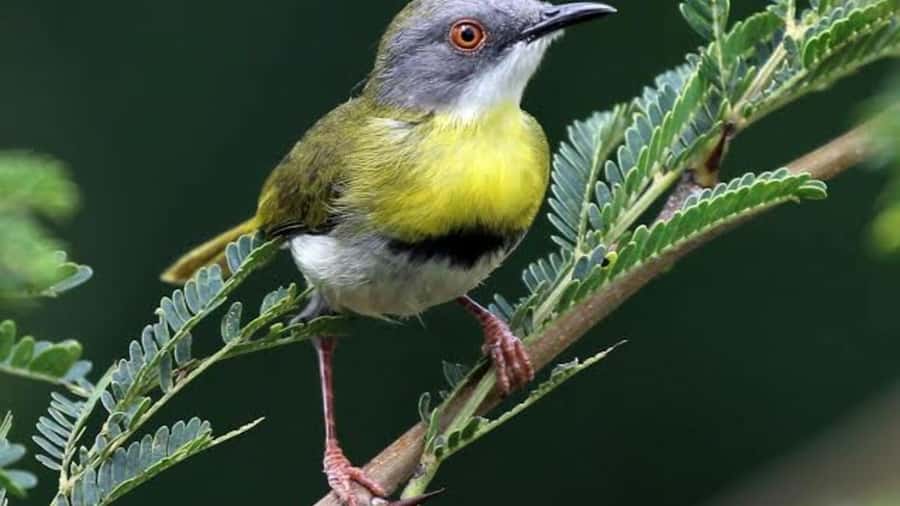 6hrs of Birdwatching in Nairobi National park - Dry forest birding: where the “small and tricky” birds live