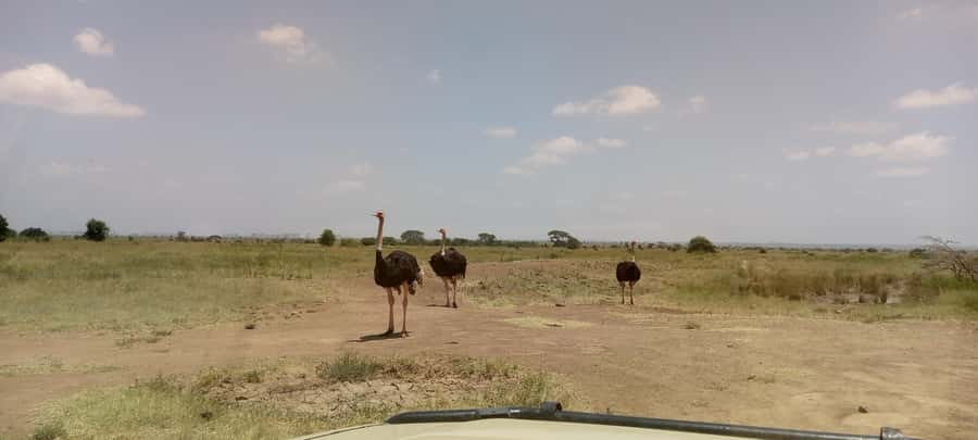 6hrs of Birdwatching in Nairobi National park - Dams and wetlands: waterbirds, calls, and the good patience payoff