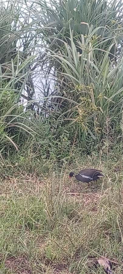 6hrs of Birdwatching in Nairobi National park - Grassland ecosystems: scanning wide, spotting motion, and expecting surprises