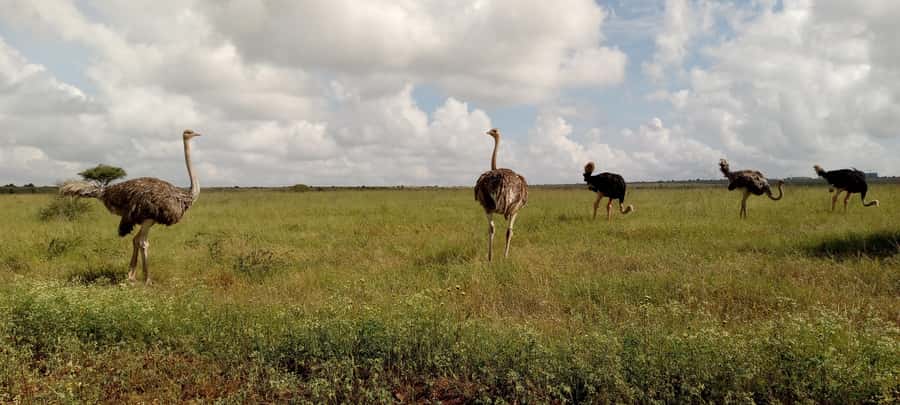 6hrs of Birdwatching in Nairobi National park - Wildlife sightings that don’t take over your day