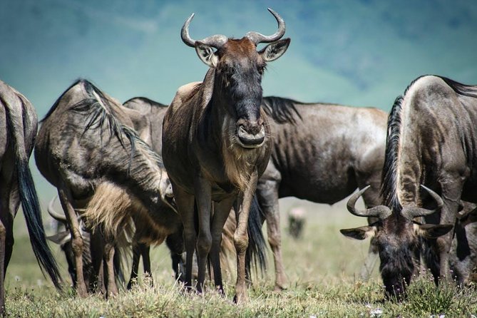 7 Day Maasai Mara, Lake Nakuru, Lake Naivasha and Amboseli Safari - Day 5: Hell’s Gate biking safari, Pride Rock photos, then Amboseli arrival