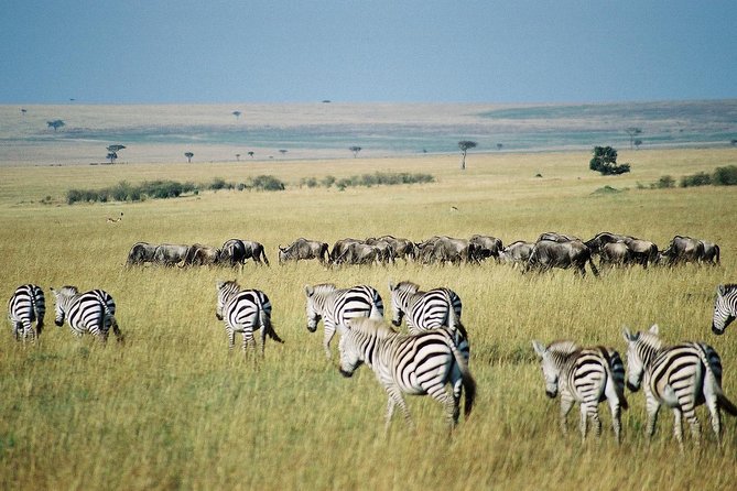 7 Day Maasai Mara, Lake Nakuru, Lake Naivasha and Amboseli Safari - Day 1 in Maasai Mara: Rift Valley viewpoints and your first night out