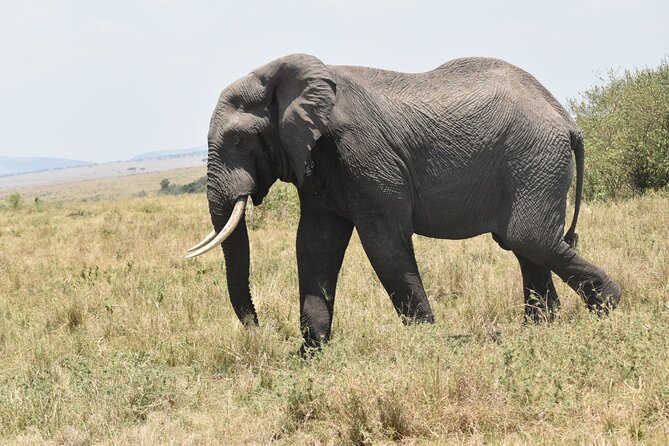 7 Day Private Jeep Safari, 5 star lodges with Balloon Ride Kenya - Day 4: Hell’s Gate Biking Safari, White Rhinos, and Naivasha Boat Time