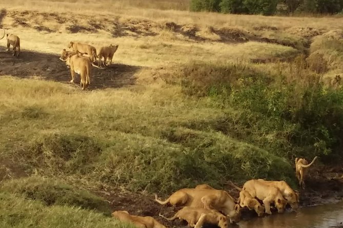 7-Day Private Safari to Amboseli National Park and Masai Mara - Key highlights to look forward to