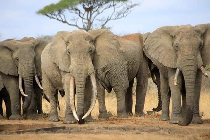 7-Day Private Safari to Amboseli National Park and Masai Mara - Amboseli elephants and Kilimanjaro photo light