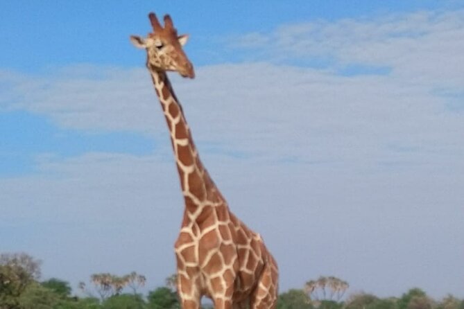 7-Day Private Safari to Amboseli National Park and Masai Mara - Lake Nakuru: flamingos, rhinos, and serious bird life